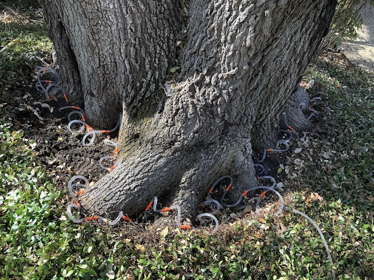 Detailed Tree Cabling and Bracing job site in Neola