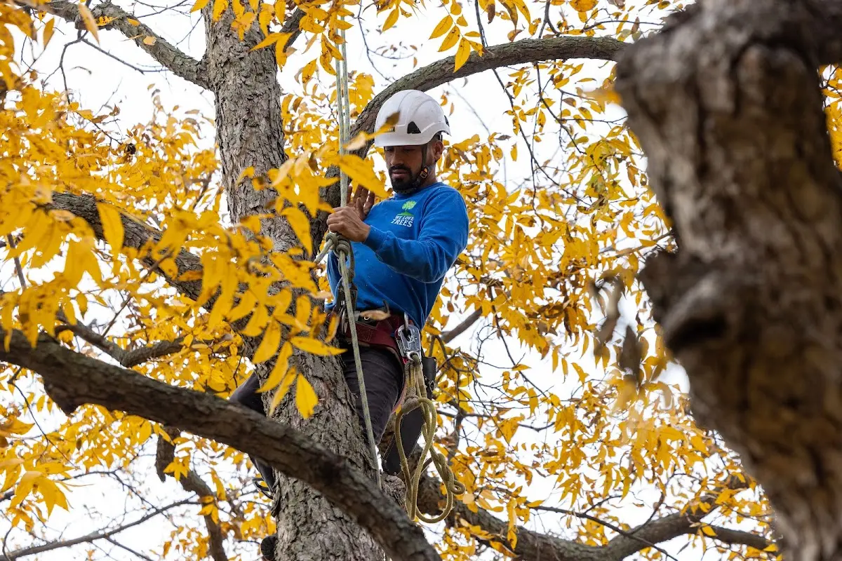 Skilled Tree Planing crew working in Neola